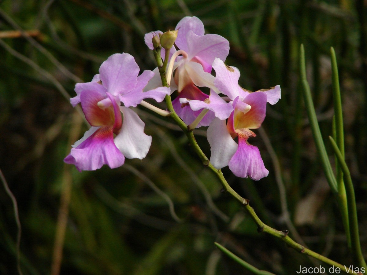Vanda Miss Jochim